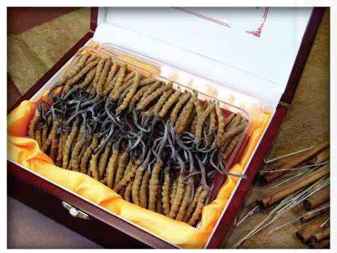 城口冬虫夏草回收